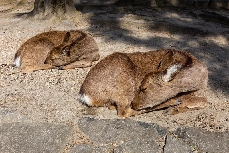 A sika deer roaming freely on Miyajima