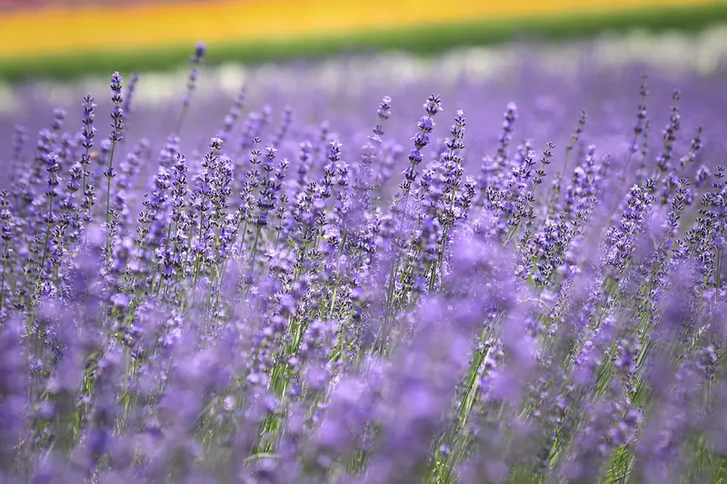Rolling hillside lavender fields near Furano