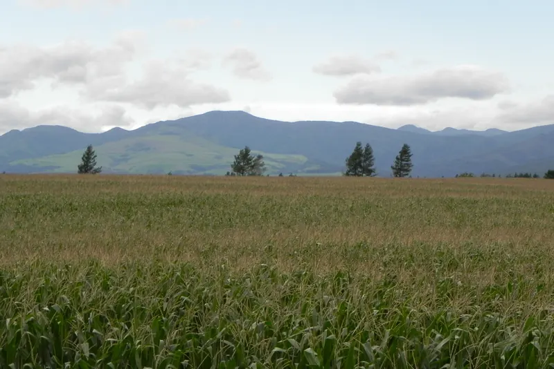 A corn field in rural Hokkaido