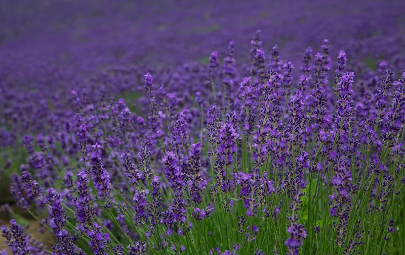 Lavender in full bloom near Furano