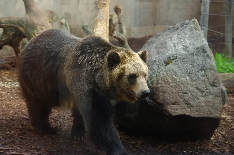 An Ussuri brown bear, native to Hokkaido