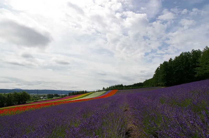 Rolling lavender fields in Furano, Hokkaido, in full summer bloom