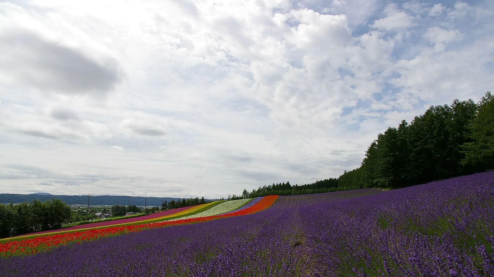 Rolling lavender fields in Furano, Hokkaido, in full summer bloom