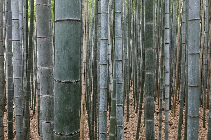 Towering bamboo stalks along the path through Arashiyama's bamboo grove