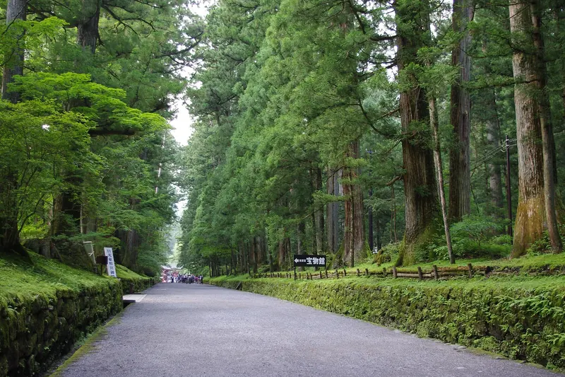 The towering cedar-lined Nikko Kaido avenue
