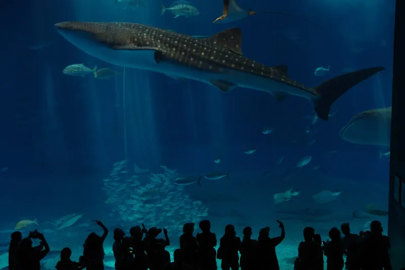 A whale shark in the Churaumi Aquarium's main tank