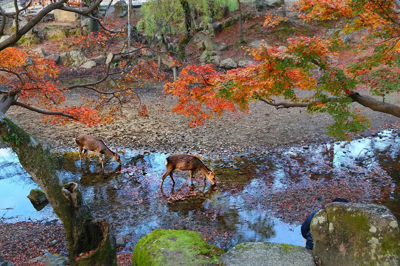 Sacred sika deer roaming freely in Nara Park