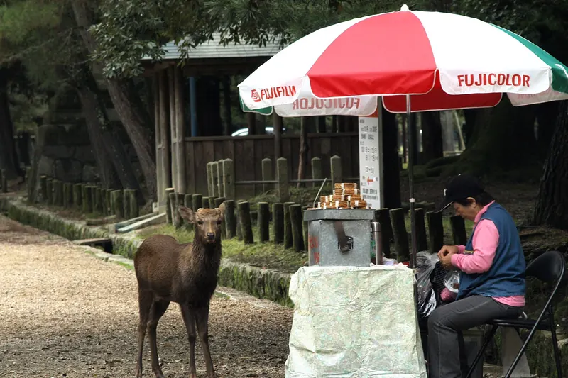 Deer gathering near a cracker stand in Nara Park