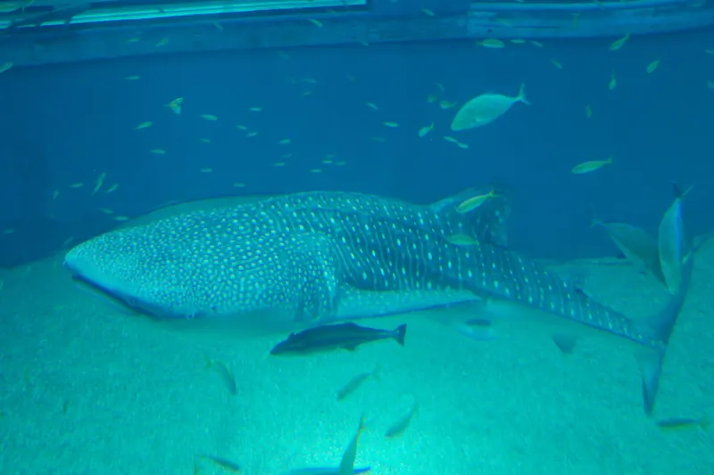 A whale shark in the central tank of the Osaka Aquarium