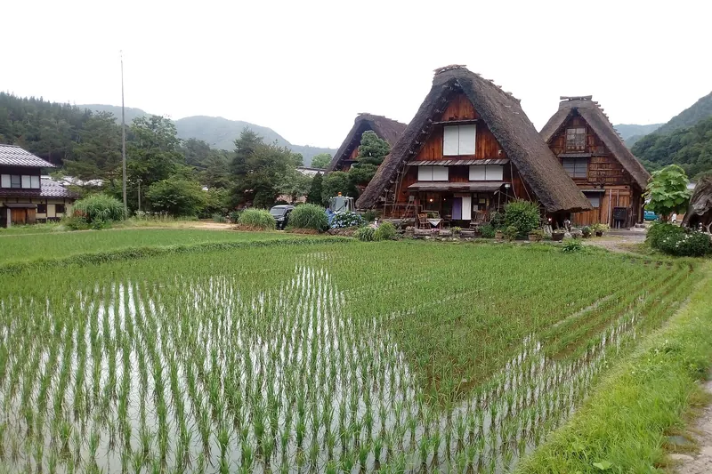Rice paddies in front of gassho-zukuri farmhouses in Shirakawa-go