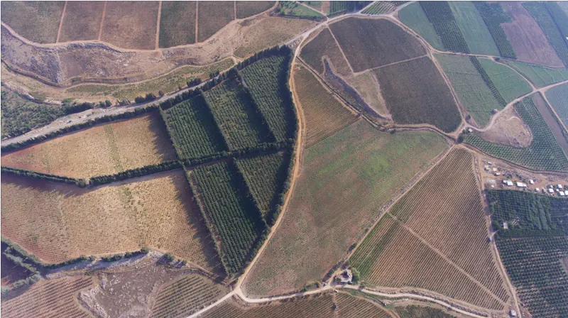 Vineyards of the Château Ksara winery in the Bekaa Valley