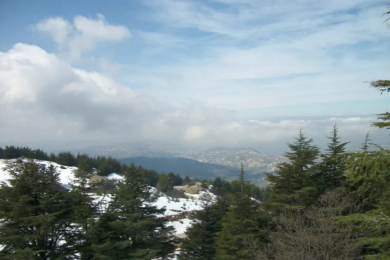 Snow-covered cedars in the Chouf Cedar Reserve