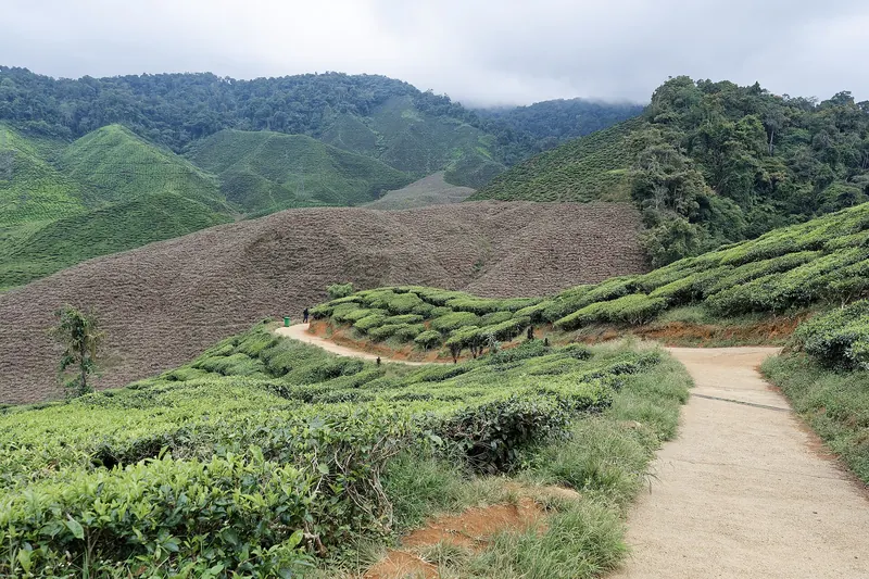 Tea plantation terraces in the Cameron Highlands