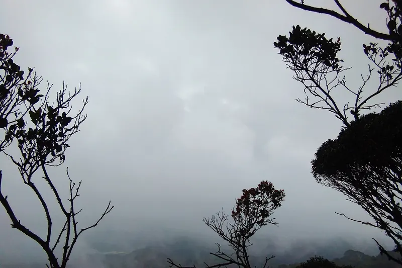 The misty Mossy Forest in the Cameron Highlands