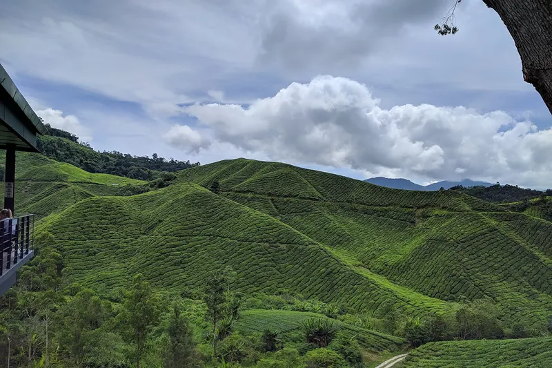 Terraced tea plantation hillsides in the Cameron Highlands