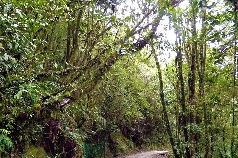Boardwalks through the Mossy Forest