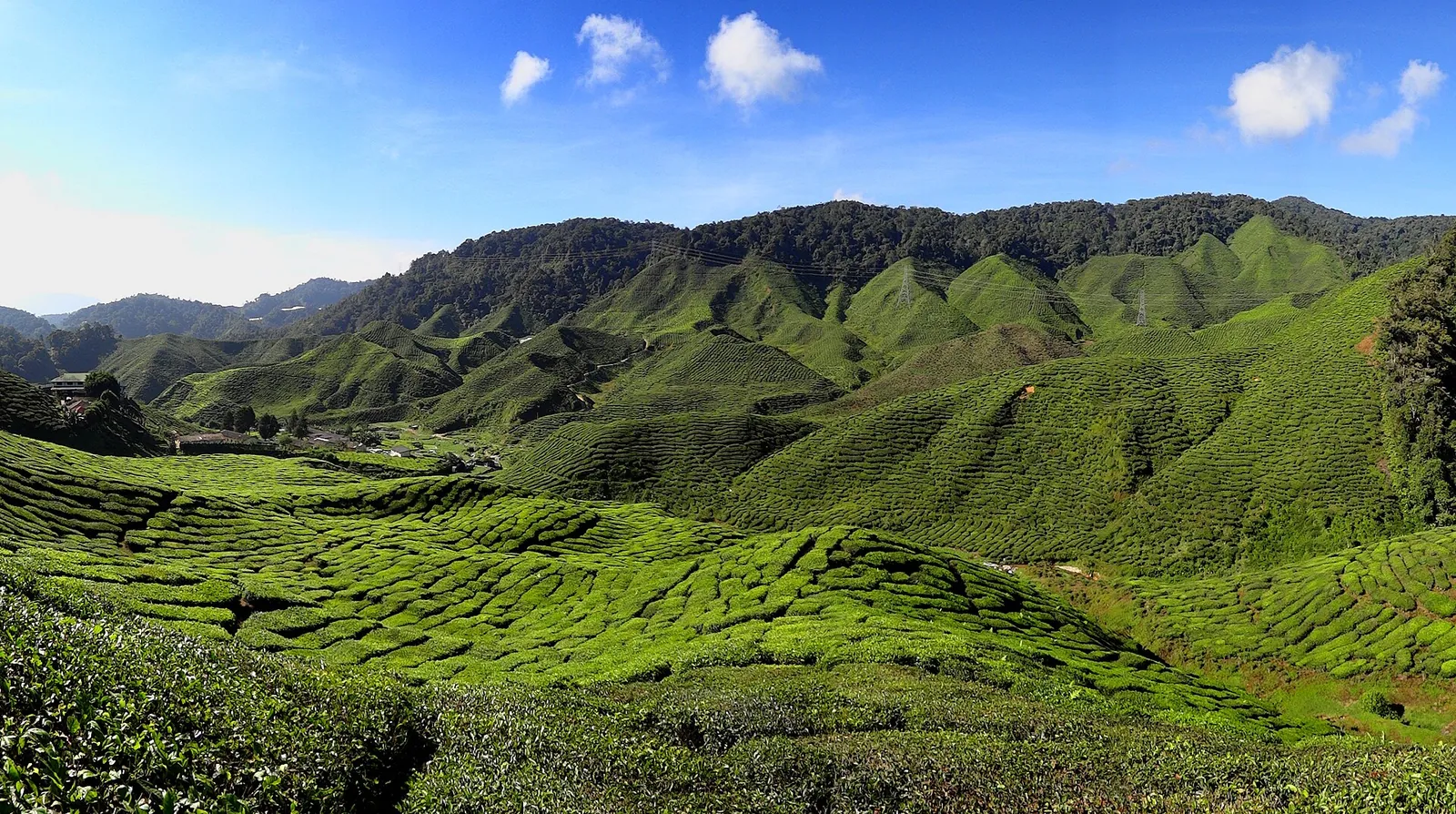 Tea plantation terraces in the Cameron Highlands