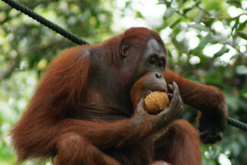 A wild orangutan at Semenggoh Wildlife Centre