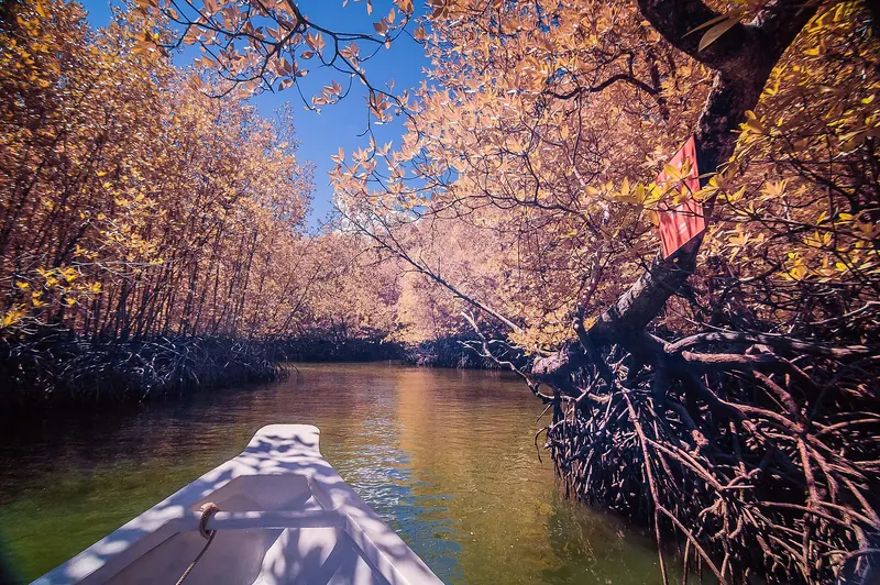 A mangrove tour boat in Langkawi