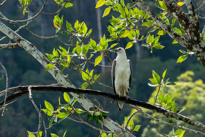 A white-bellied sea eagle in Langkawi