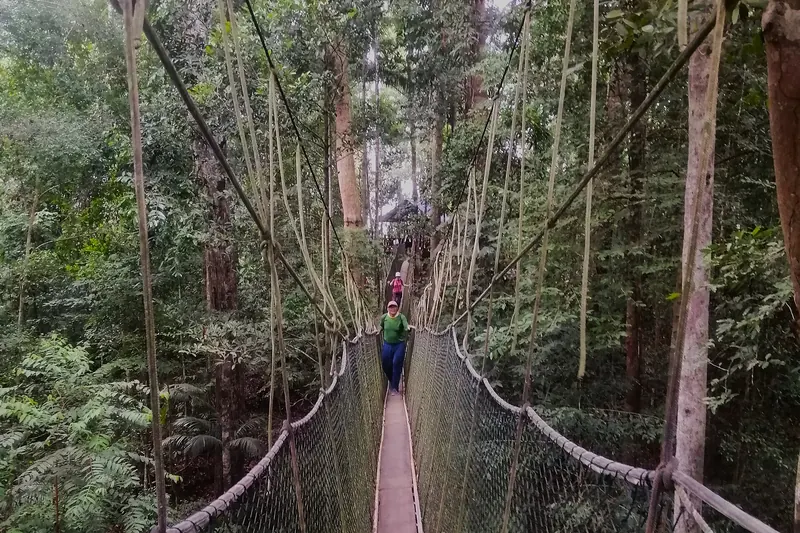 The canopy walkway at Taman Negara