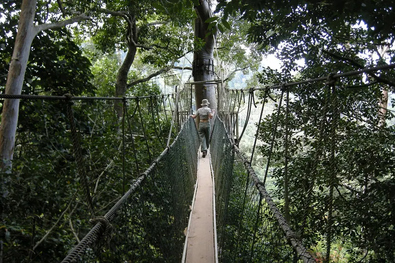The canopy walkway at Taman Negara