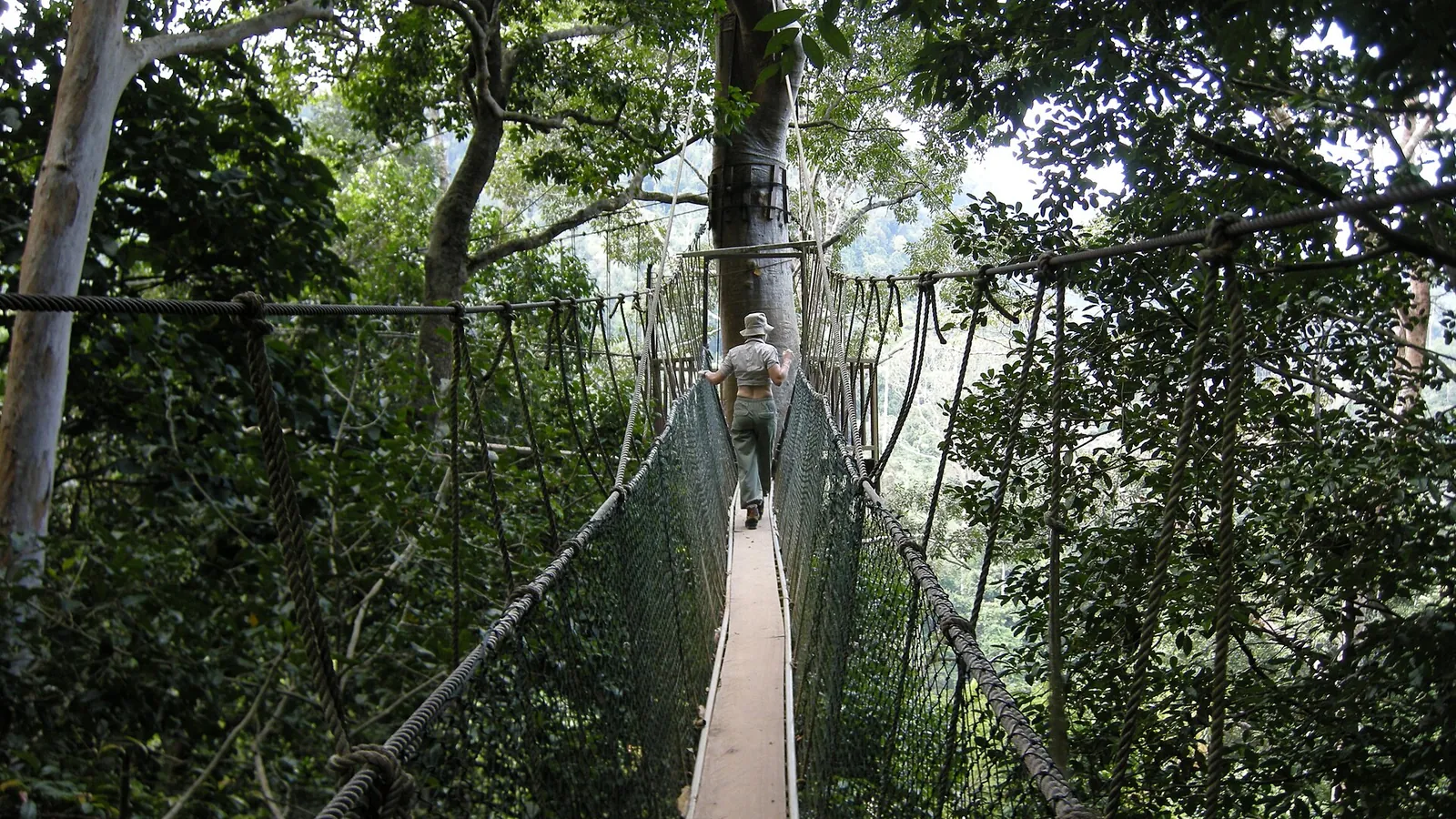 The canopy walkway at Taman Negara
