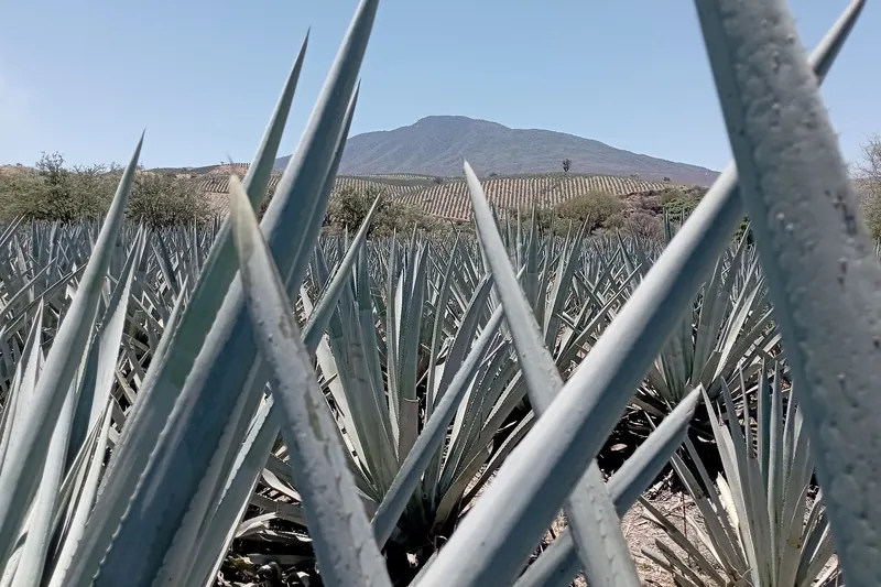 Rows of blue agave plants in the fields of Tequila, Jalisco