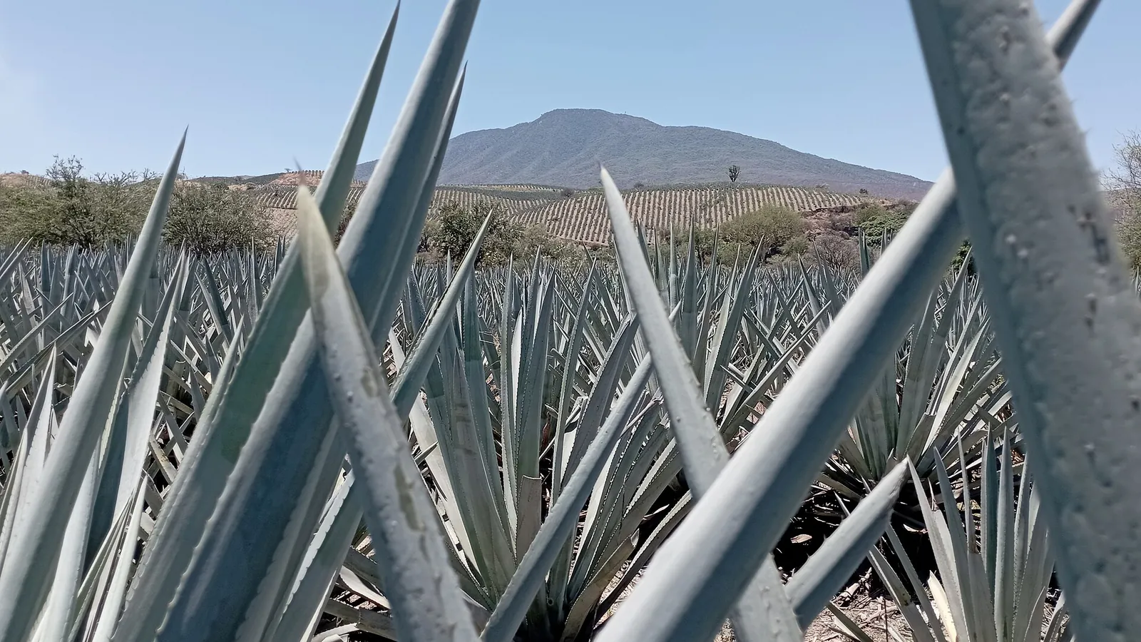 Rows of blue agave plants in the fields of Tequila, Jalisco