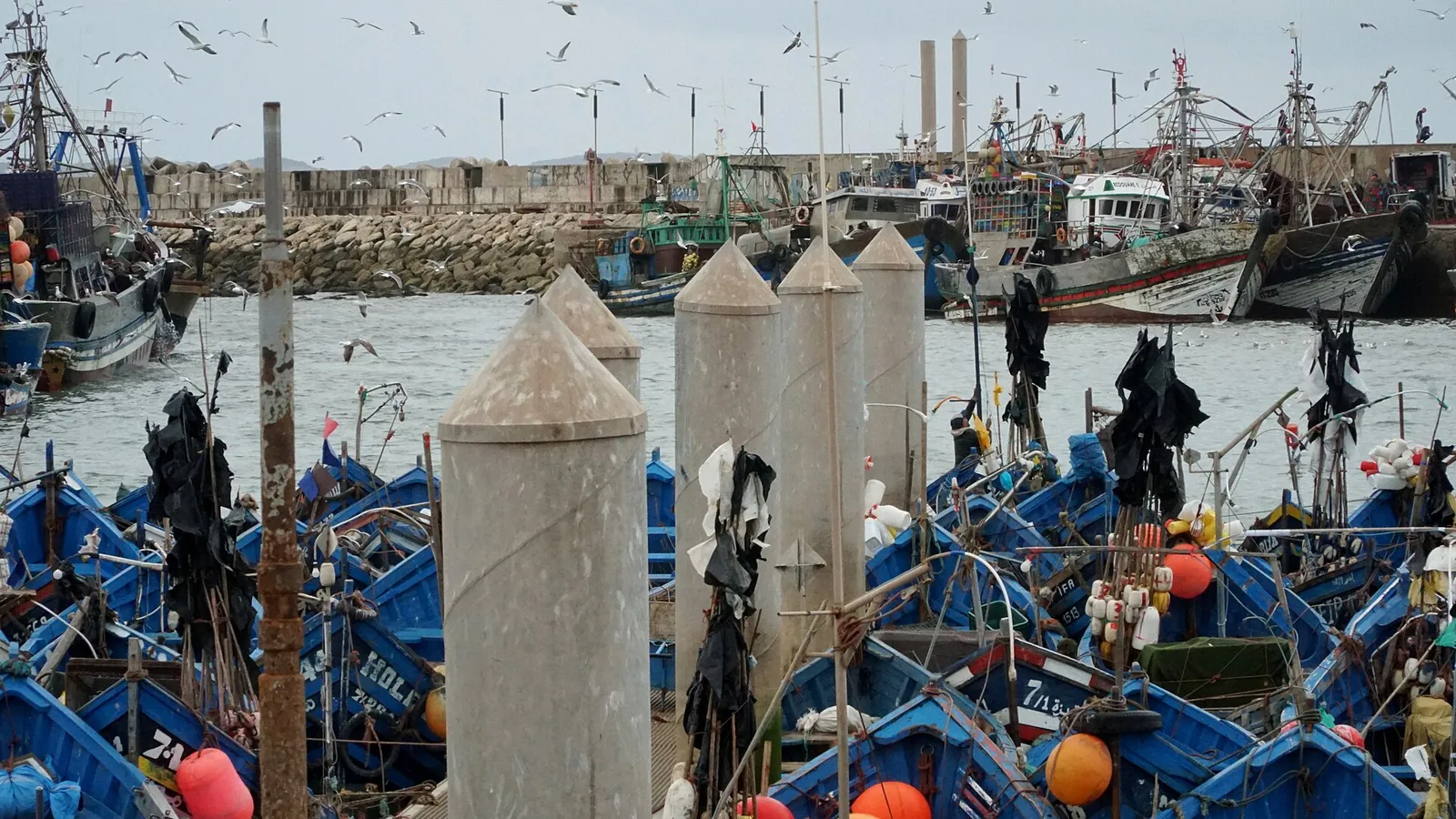 Blue fishing boats in the port of Essaouira with the town walls behind