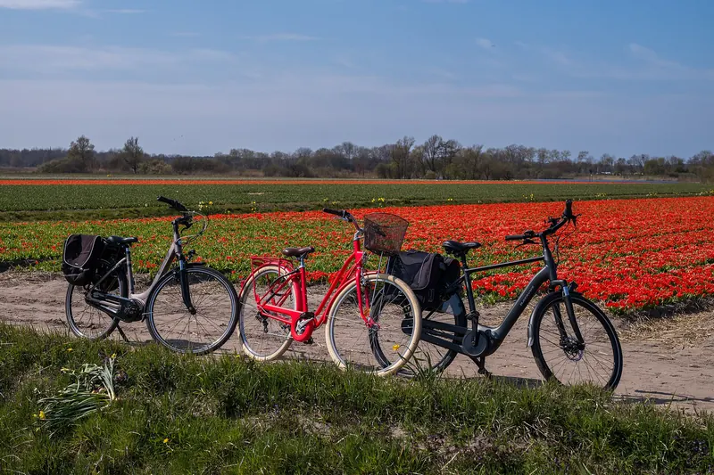 Rows of brightly coloured tulips stretching across a Dutch field