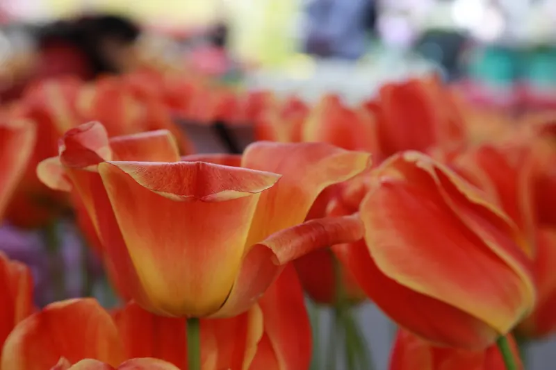Rows of red and yellow tulips in bloom at Keukenhof gardens