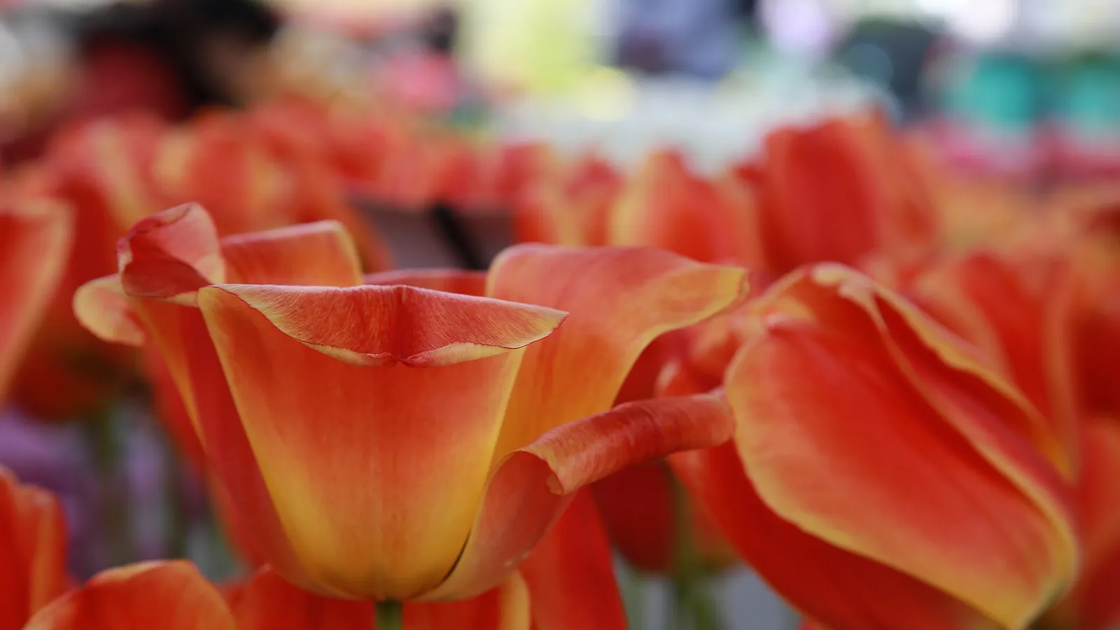 Rows of red and yellow tulips in bloom at Keukenhof gardens