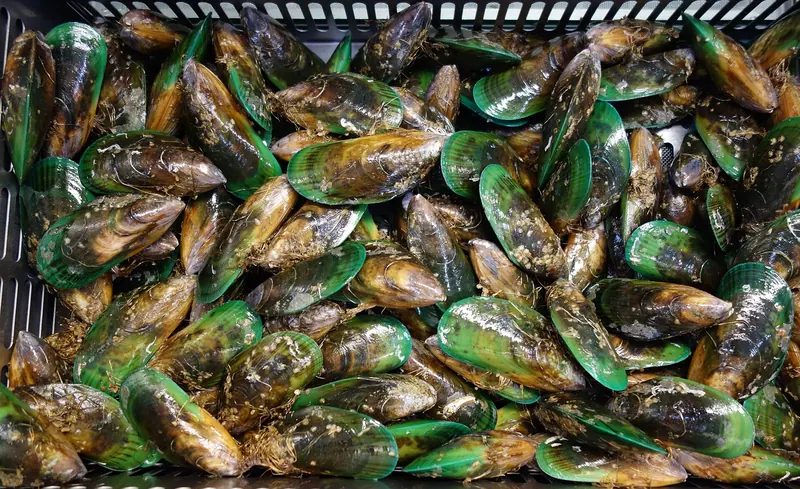Green-lipped mussels, a New Zealand seafood specialty