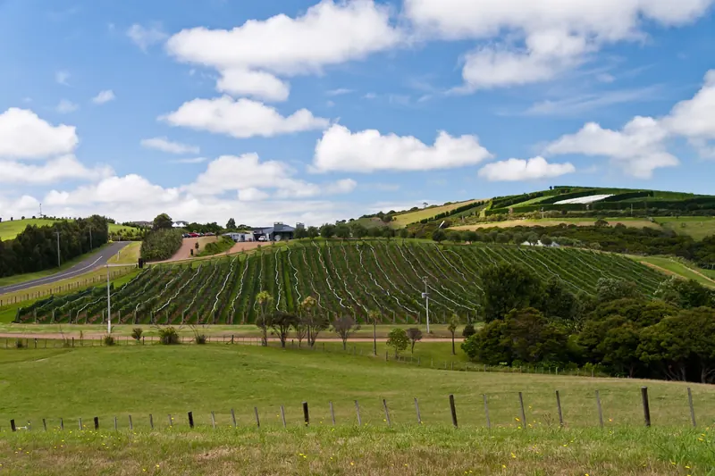 Vineyards on Waiheke Island, a short ferry ride from Auckland
