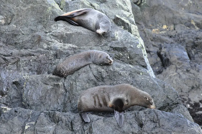 New Zealand fur seals resting on rocks at Milford Sound