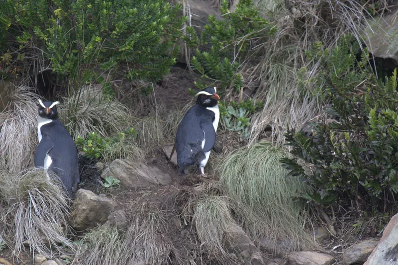 A Fiordland crested penguin among coastal vegetation