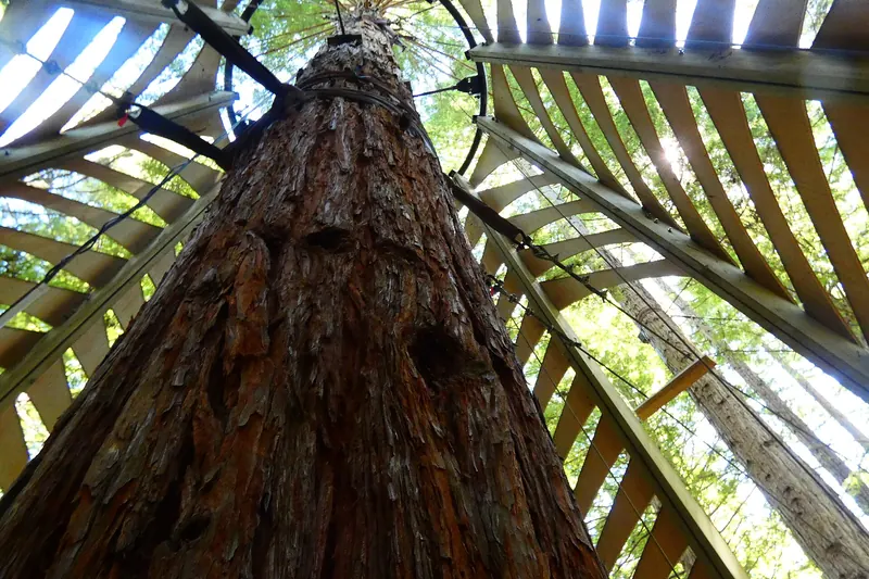 Towering Californian redwood trees in Rotorua's Whakarewarewa Forest