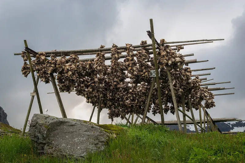Traditional wooden racks used for drying stockfish in Lofoten