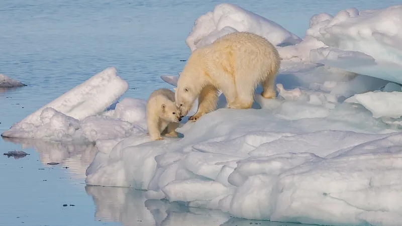 A wild polar bear and cub in Svalbard