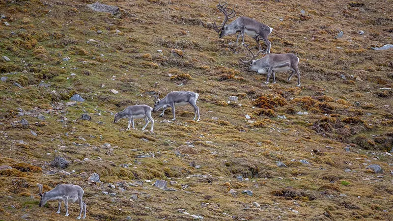 Svalbard reindeer grazing on the tundra