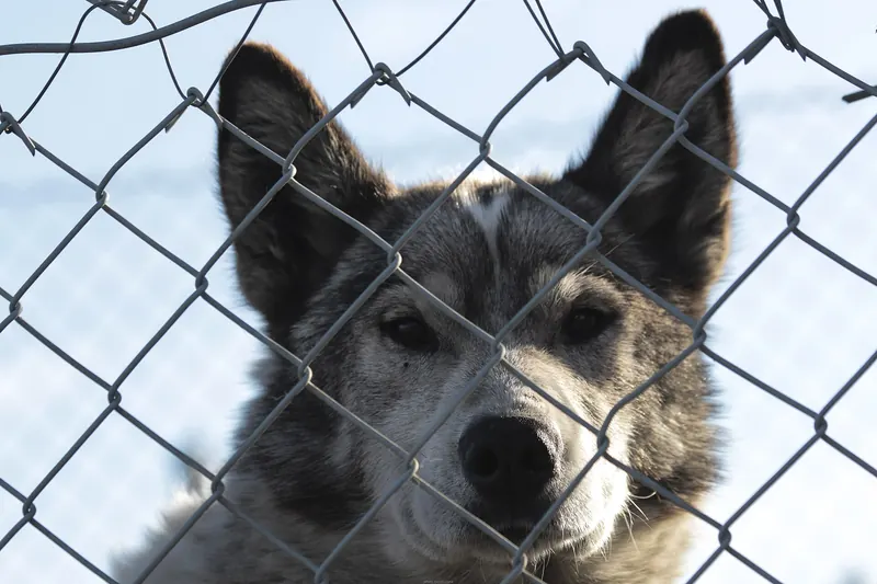 Sled dogs in Svalbard