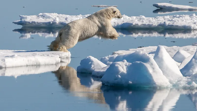 A polar bear on drift ice north of Svalbard