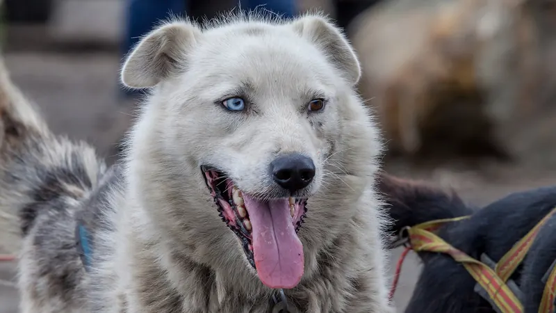 A sled dog in Svalbard