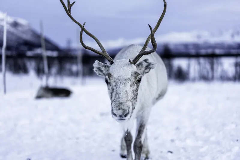 Wild reindeer grazing near Tromsø in northern Norway