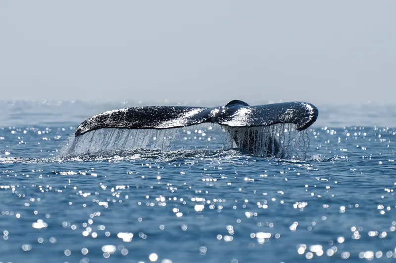A humpback whale's tail breaking the surface of Arctic waters