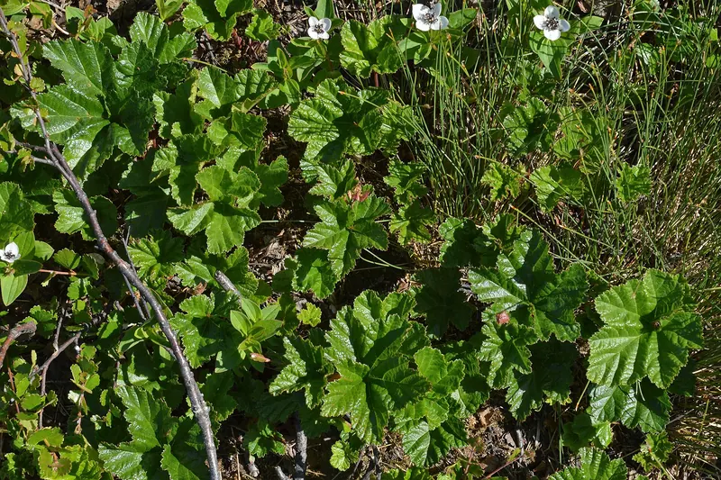 Cloudberries, a prized wild Norwegian berry