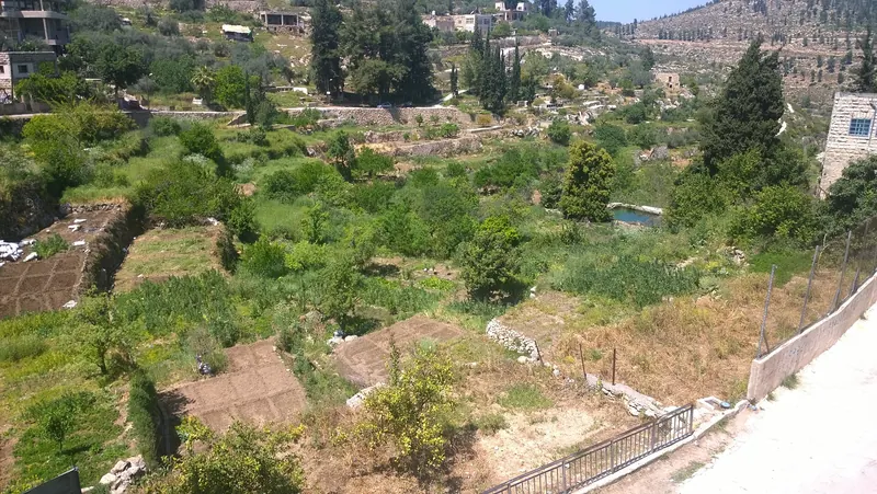 Ancient stone terraces and olive groves in the Battir valley in the West Bank