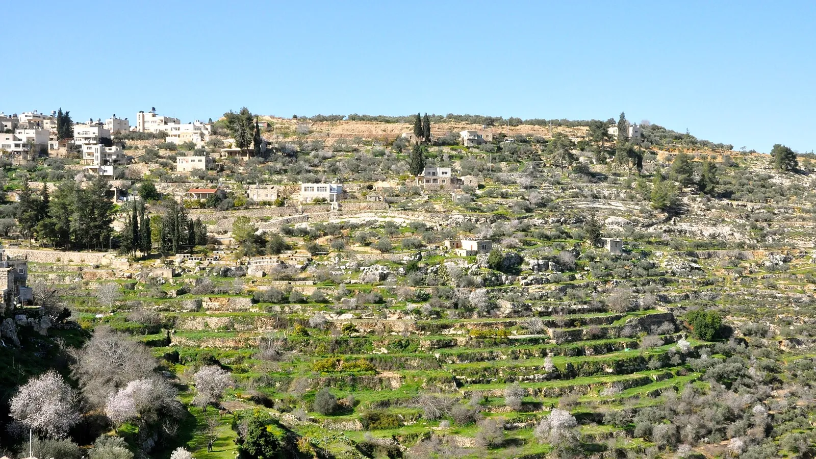 The stone houses of Battir above their terraced valley