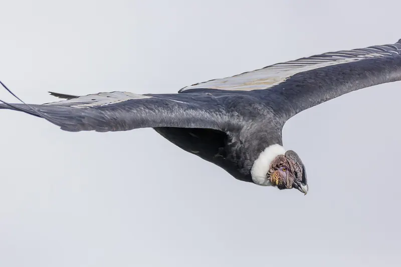 An Andean condor soaring over Colca Canyon